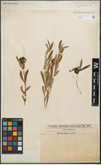 Foto von Salix purpurea L.